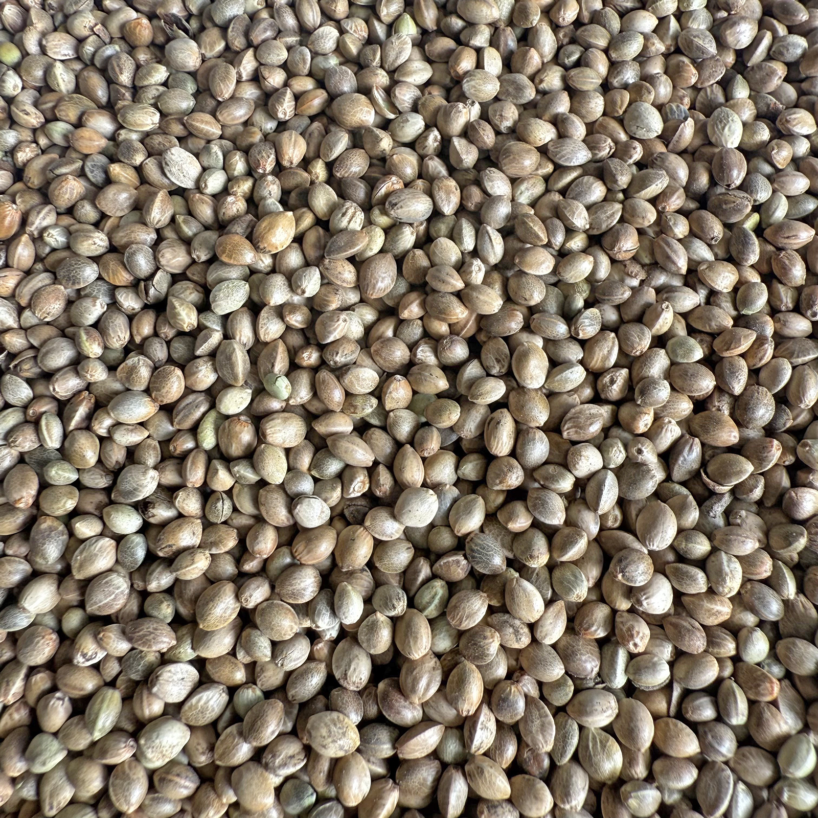 麻子 麻籽 火麻仁 鹦鹉鸟食鸟粮饲料仓鼠粮鸽粮 小太阳和尚线麻子 - 封面