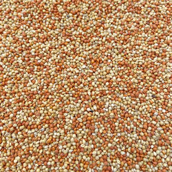 黄谷子 红谷子 混合带壳小米 粟谷中小型鹦鹉 鸟粮鸟食饲料