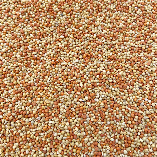 黄谷子 红谷子 混合带壳小米 粟谷中小型鹦鹉 鸟粮鸟食饲料