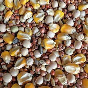 有玉米鸽子粮赛飞营养饲料鸟食信鸽观赏鸽肉鸽子粮食包邮