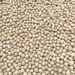 生豌豆 干豌豆 白豌豆 黄豌豆 鸽饲料 赛信鸽观赏鸽粮