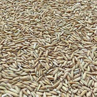 稻谷 水稻 带壳大米 鹦鹉零食 仓鼠零食 鹦鹉鸟粮