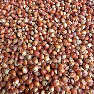 带皮红高粱米去壳未脱皮红高梁小宠食品喂鸽子饲料杂粮 包邮5斤