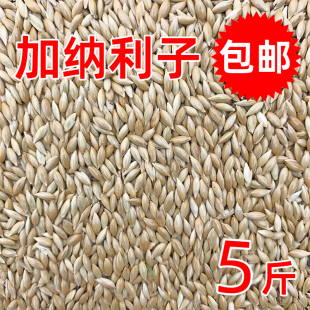 进口加纳利子鹦鹉鸟食 油尖粟白尖粟草庐籽鸟粮金丝雀籽专用粮5斤