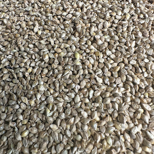 稗子鹦鹉鸟食鸟粮水稗子