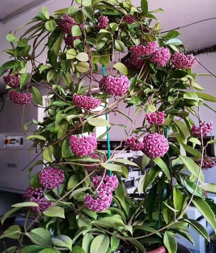 绿叶红球兰盆栽办公室内兰花苗垂吊植物攀援花卉爬藤绿植四季常青