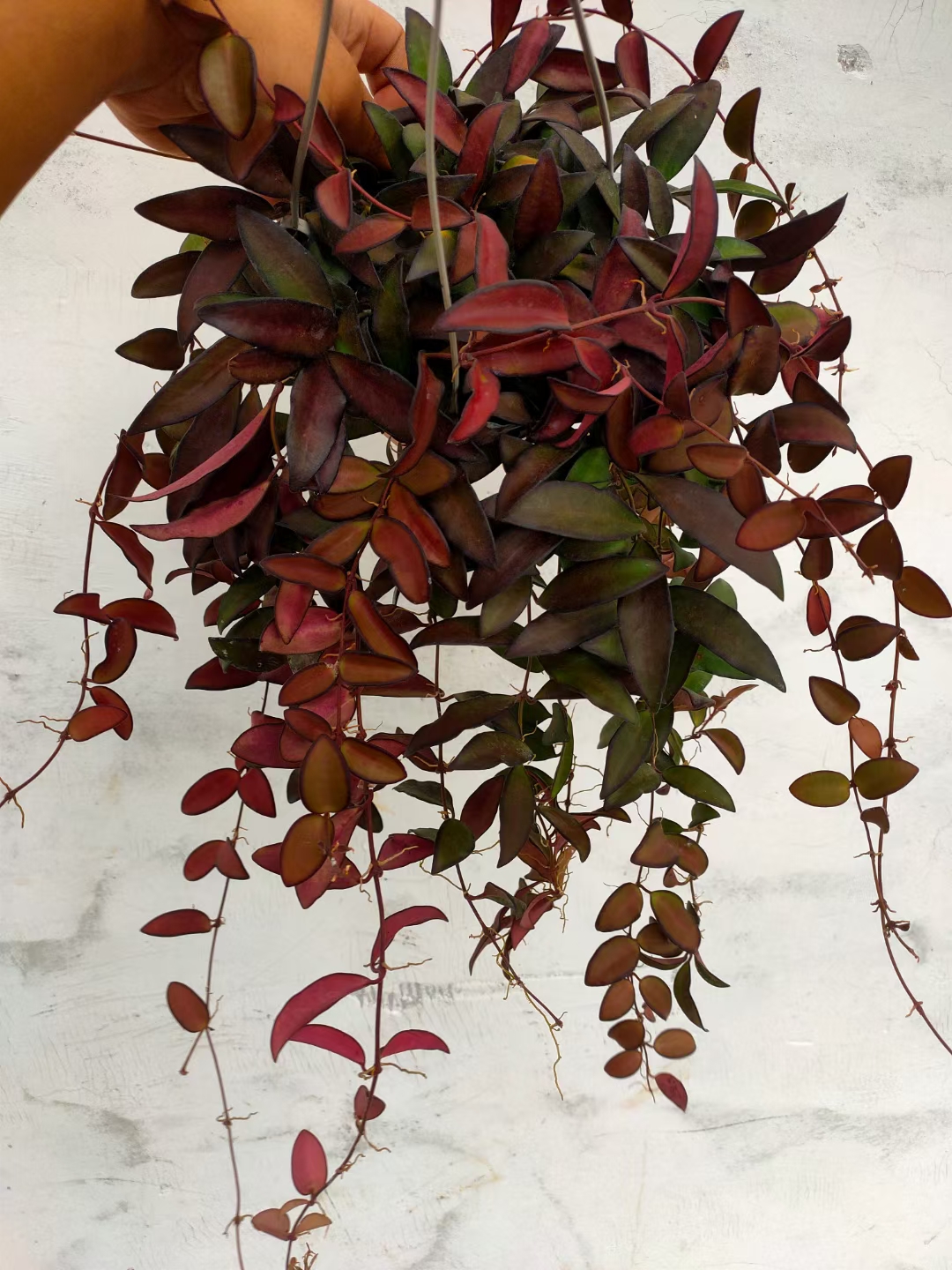 罗斯塔球兰 (Hoya Rosita) 叶片易变红勤花品种阳台简约ins风绿植