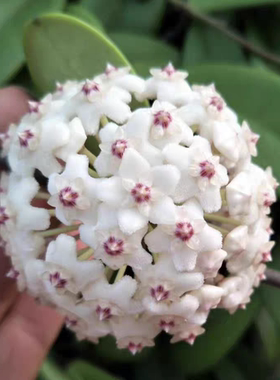 玉石叶球兰 (Hoya Revolubilis SSP. White)清新淡雅白花耐寒花香