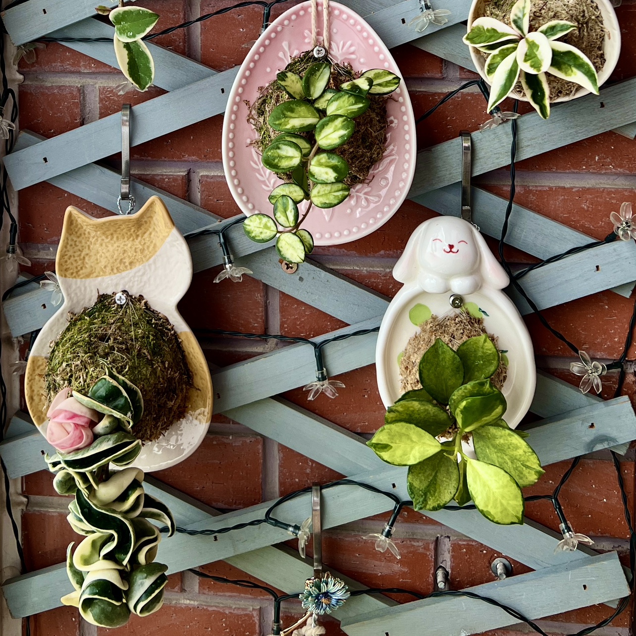 【瓷碟】板植球兰卷外球兰 匍匐内锦 球兰板植 家居植物软装绿植