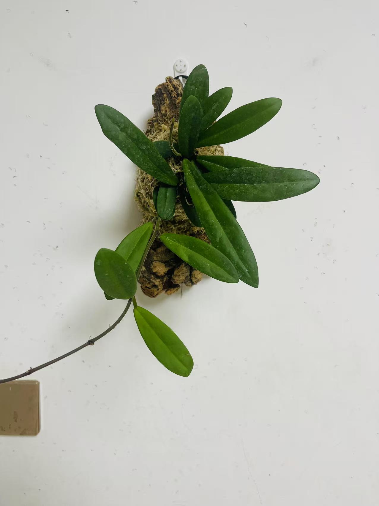 球兰板植-软木板球兰相框板只树脂板植挂件墙面植物绿植墙垂钓植