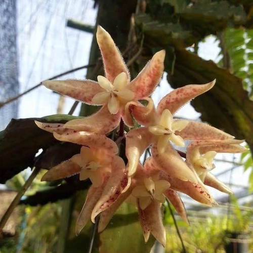 波状叶球兰 (Hoya Undulata) 清新叶片可变红大花型阳台爬藤花卉
