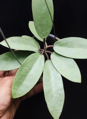银币球兰（Hoya Silver Dollar）全斑美叶品种