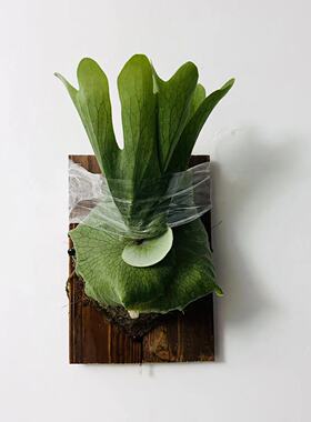 女王鹿角蕨板植壁挂植物装饰挂板ins高端网红diy墙挂森系新奇绿植