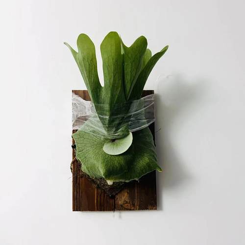 鹿角蕨室内新奇真美呀