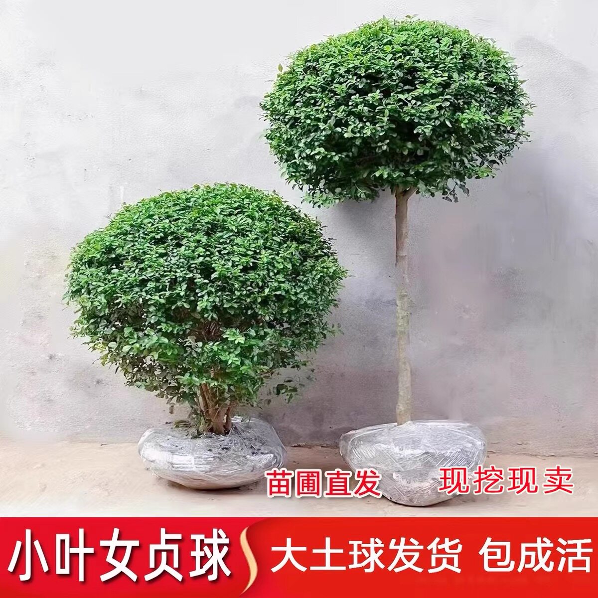 小叶女贞球黄杨球冬青球
