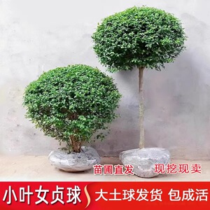 小叶女贞球黄杨球冬青球