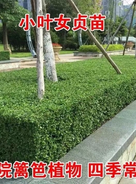 小叶女贞金叶女贞红叶石楠冬青常绿植物庭院绿篱围墙篱笆绿化树苗