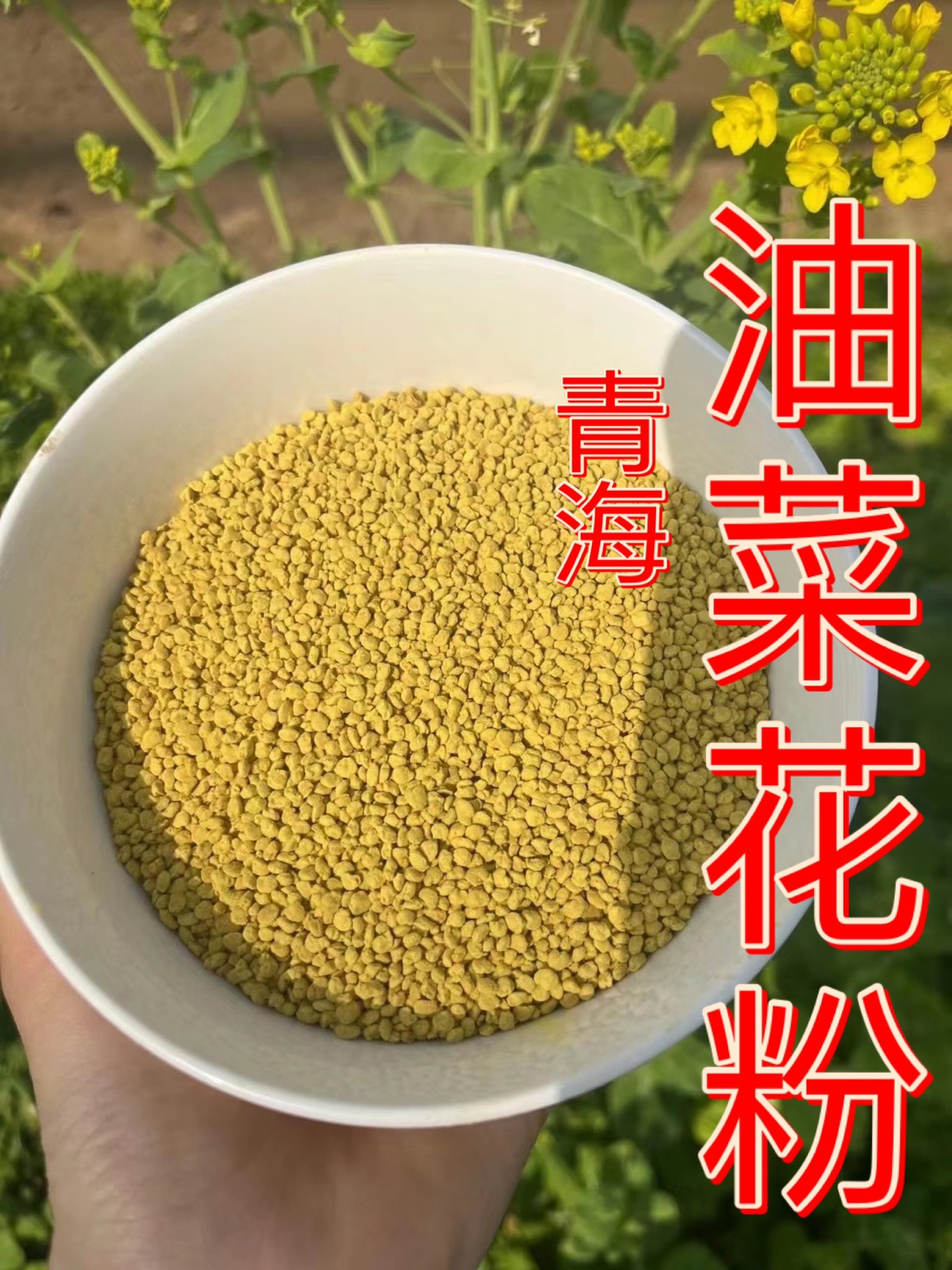 2024新鲜青海油菜花粉天然蜂花粉油菜纯粉青海自产食用瓶装一斤装