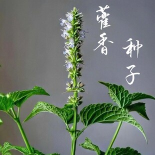 藿香种子药材种子藿香种籽可食用解暑霍香正气香草种子多年生成都