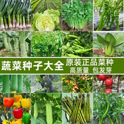 家庭种植蔬菜种子孑大全四季播种阳台盆栽农家上海青 芹菜 鸡毛菜