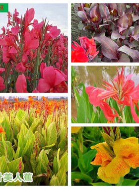 水生挺水植物红黄粉花美人蕉紫叶绿叶庭院池塘湿地公园工程绿化苗