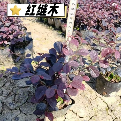 红花继木苗庭院绿植花卉篱笆围墙红继木树苗四季红叶彩色盆景球桩