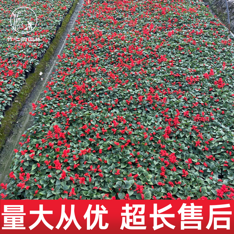 庭院花卉绿植好养易活一串红盆栽
