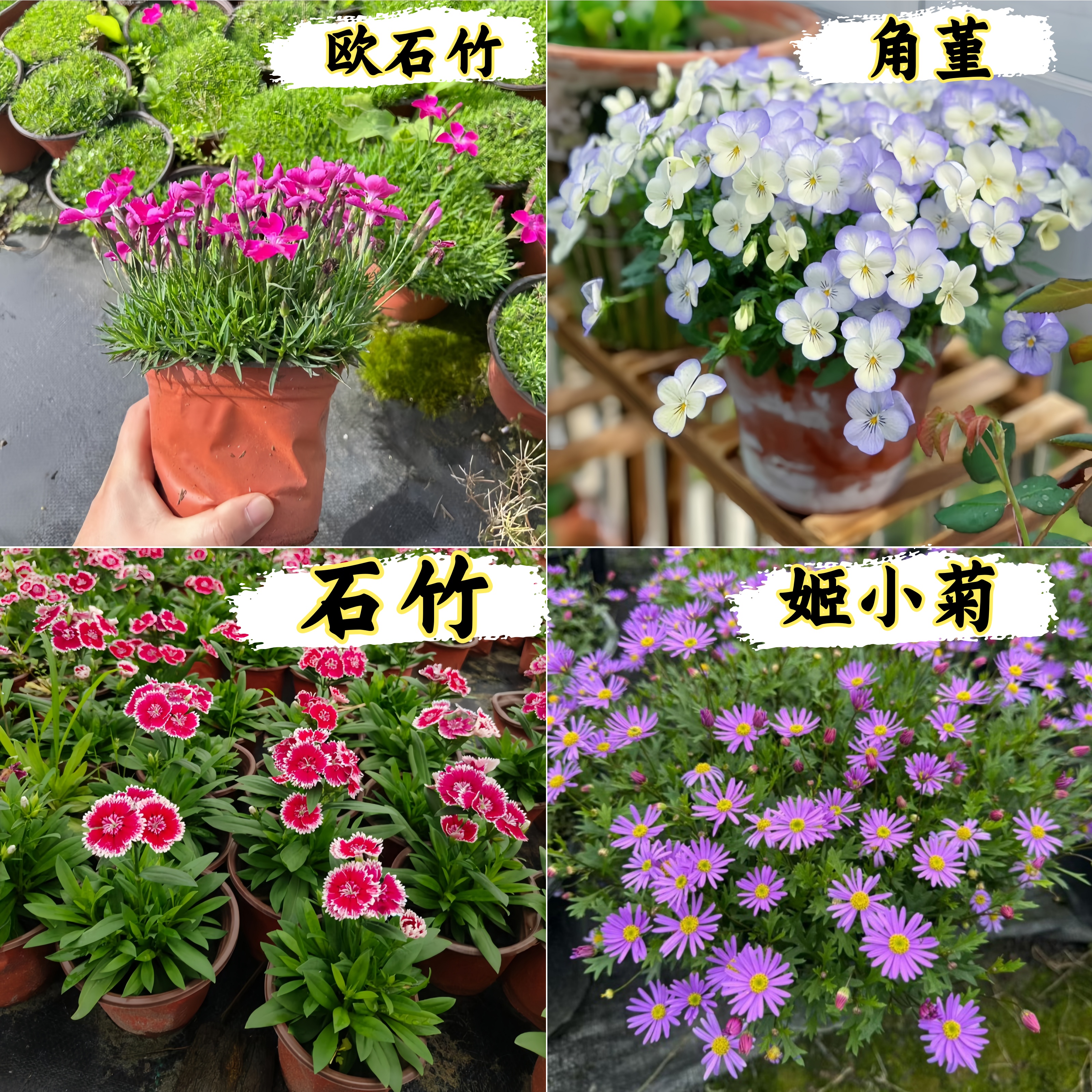 石竹姬小菊欧石竹角堇/三色堇多年生一开花爆盆植物室内外盆栽花