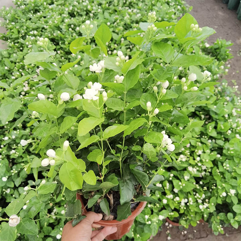 白茉莉花盆栽花卉绿植物室内阳台四季可种植易活浓香酸钙双色茉莉