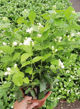 茉莉花盆栽花卉绿植物室内阳台