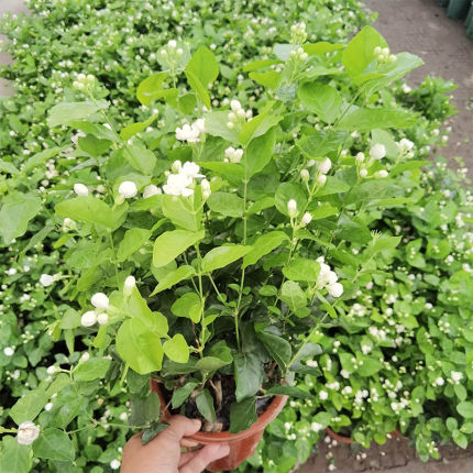 白茉莉花盆栽花卉绿植物室内阳台四季可种植易活浓香酸钙双色茉莉