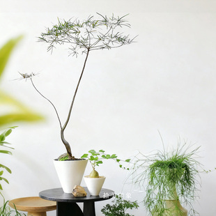 昆士兰瓶干树墨绿色绿植室内阳台好养桌面懒人乔迁侘寂风茶台植物