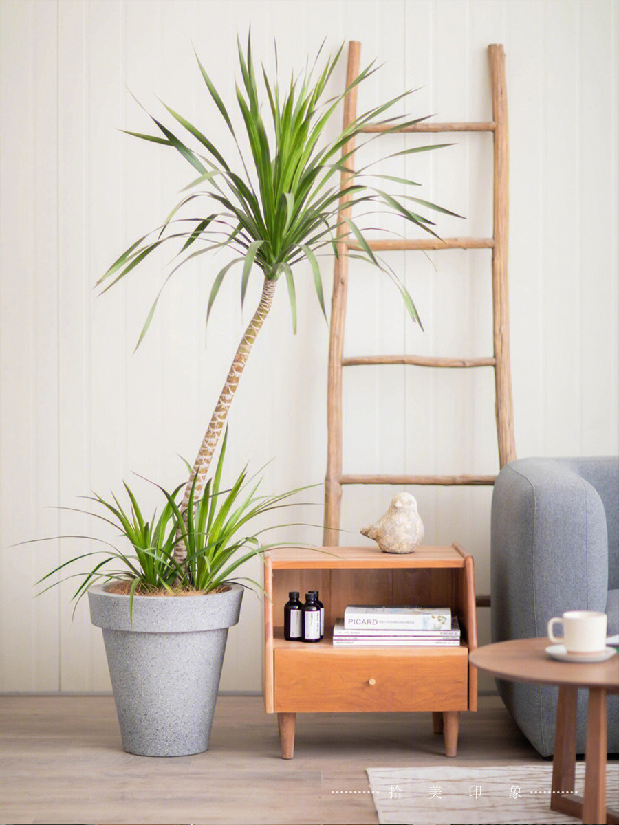 大型千年木盆栽绿植造型龙血树室内好养荷兰铁防辐射花园景观植物