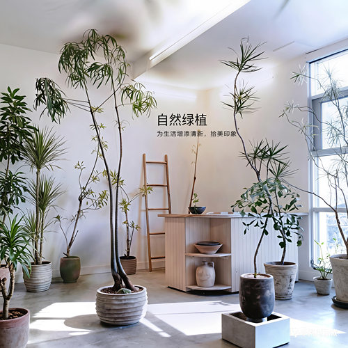 大型室内盆栽绿植客厅落地植物