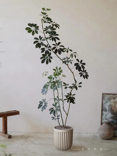 造型鸭脚木盆栽大型室内绿植客厅阳台净化空气常绿花叶鹅掌柴植物