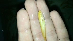 黄化黑鱼 小苗 原生 冷水鱼 红眼 黄化 顺丰包邮包活 白化黑鱼