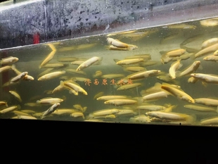 黄化黑鱼，原生鱼冷水鱼皮实好养大型鱼猛鱼变异黄化稀有苗子