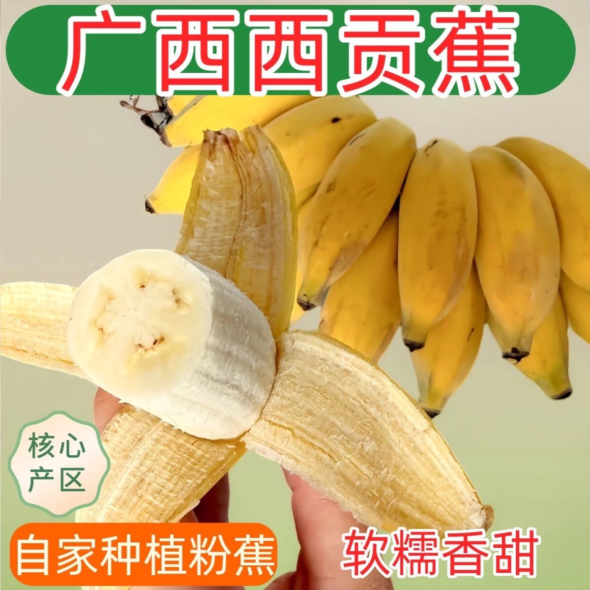 广西西贡焦 粉蕉现砍现发新鲜软糯香甜收到拆开袋子挂起来催熟
