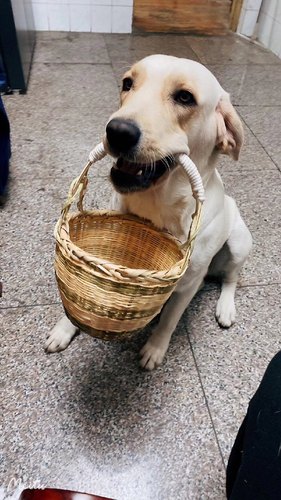 狗咬篮子金毛大型狗狗叼的篮子竹编宠物狗篮子拉布拉多训犬用品