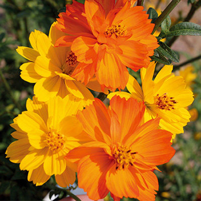 硫华菊种子10g 花园庭院花卉新手易种植物 春夏播 花籽大包1300粒