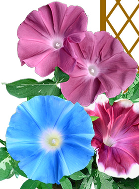 牵牛花种子 特大喇叭朝颜 阳台盆栽室外庭院爬藤园艺春播夏季卉籽