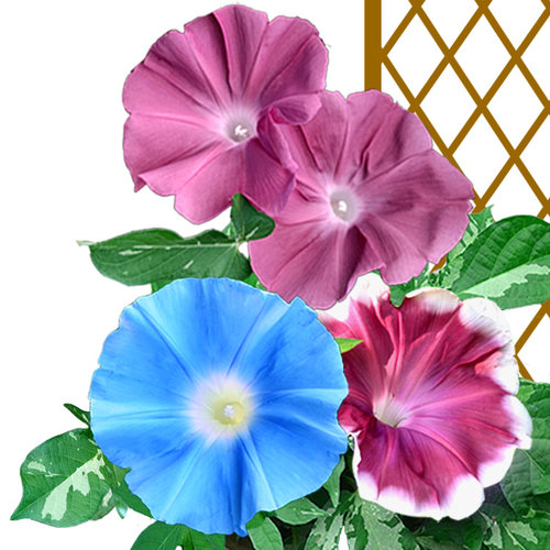 牵牛花种子稀有花色包对版春夏播