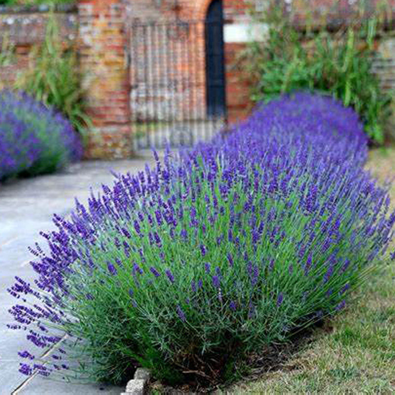 薰衣草 花种子 狭叶家庭盆栽阳台普罗旺斯四季春花卉花籽全株芳香