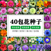 播易种植孑室内外家庭阳台盆栽春秋花卉花籽 四季 花种子套餐 包邮