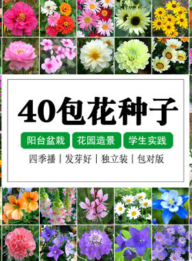 花种子套餐四季阳台盆栽花卉花籽