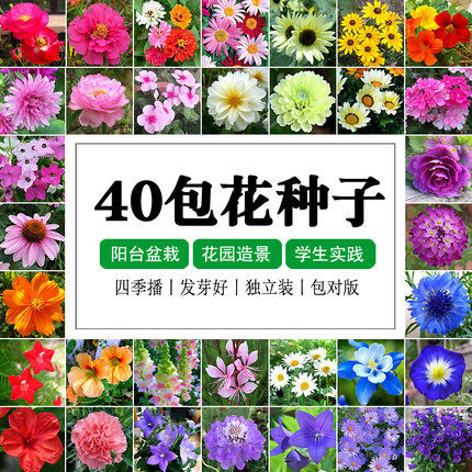 花种子套餐包邮 四季播易种植孑室内外家庭阳台盆栽春秋花卉花籽