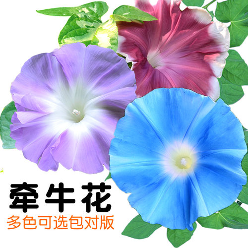 牵牛花价格 牵牛花图片 星期三