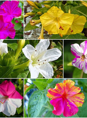紫茉莉花种子 夜来香盆栽地雷花园艺芳香 花卉种子春播花籽黄粉白