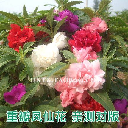 茶花凤仙花种子 重瓣指甲花卉四季园艺易阳台盆栽室内外春季播籽