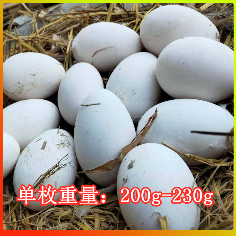 新鲜农家散养去胎毒广东省鹅蛋